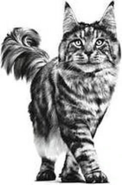 Royal Canin Renal - Tonijn - Kattenvoer - 12 X 85 G -Merkloos Winkel 790x1200 1