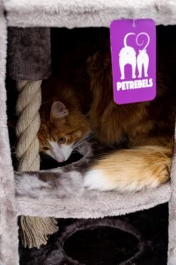 Petrebels Superdome 120 Krabton Voor Katten - Cappuccino - 49 X 49 X 120 Cm 14 Petrebels Superdome 120 Krabton Voor Katten - Cappuccino - 49 X 49 X 120 Cm -Merkloos Winkel 800x1200 37