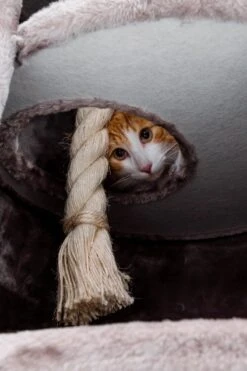 Petrebels Superdome 120 Krabton Voor Katten - Cappuccino - 49 X 49 X 120 Cm 15 Petrebels Superdome 120 Krabton Voor Katten - Cappuccino - 49 X 49 X 120 Cm -Merkloos Winkel 800x1200 38