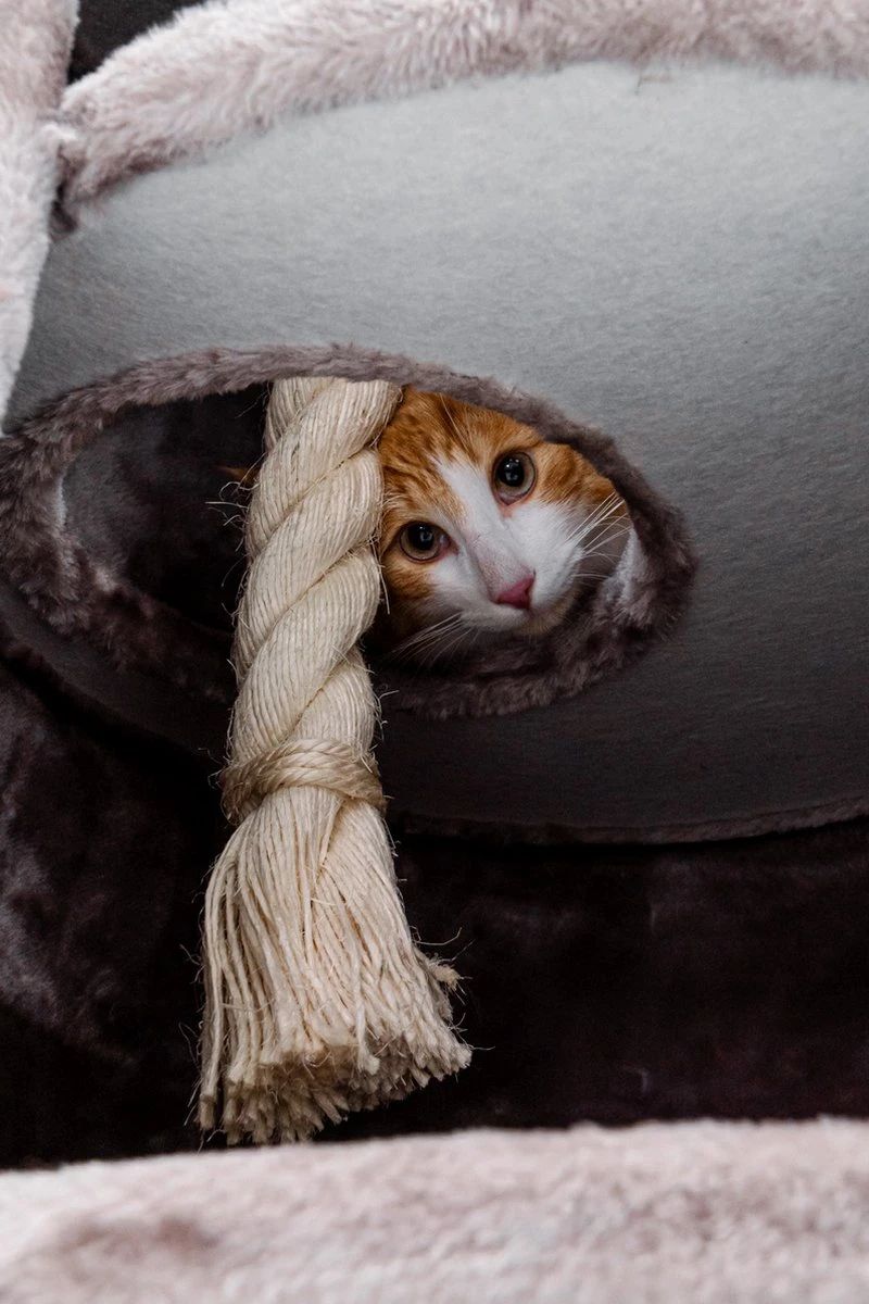 Petrebels Superdome 120 Krabton Voor Katten - Cappuccino - 49 X 49 X 120 Cm 4 Petrebels Superdome 120 Krabton Voor Katten - Cappuccino - 49 X 49 X 120 Cm - Afbeelding 4