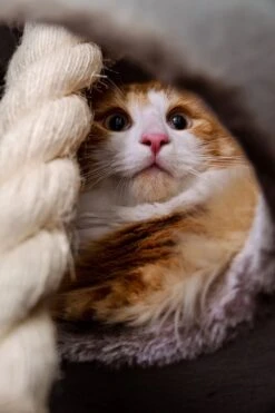 Petrebels Superdome 120 Krabton Voor Katten - Cappuccino - 49 X 49 X 120 Cm 22 Petrebels Superdome 120 Krabton Voor Katten - Cappuccino - 49 X 49 X 120 Cm -Merkloos Winkel 800x1200 40