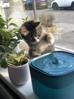 No Logo - 3L - Drinkfontein Voor Huisdieren, Water Fontein - Waterdispenser - Waterautomaat Drinkbakken 3L Voor Huisdieren Katten - Honden - Konijnen - Goud - Groen - Kattenfontein - Fontein - Drink - Bak - Drinkbak - Hond - Konijn - Kat - 2l - 1l - -Merkloos Winkel 899x1200 3