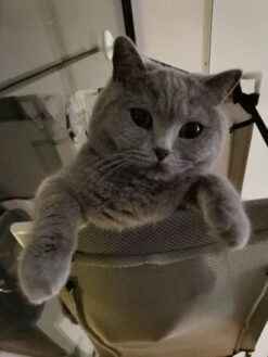 Cas & Lux Relaxerende Hangmat Voor Katten - Inclusief 2 Niveau's Met Sterke 30kg Draagkracht - Kattenhangmat - Kattenhangmat Raam – Kattenmand - Kattenhuis - Kattenkussen - Hangmat Kat - Kattenbed -Merkloos Winkel 900x1200 25