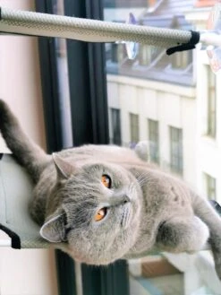 Cas & Lux Relaxerende Hangmat Voor Katten - Inclusief 2 Niveau's Met Sterke 30kg Draagkracht - Kattenhangmat - Kattenhangmat Raam – Kattenmand - Kattenhuis - Kattenkussen - Hangmat Kat - Kattenbed -Merkloos Winkel 900x1200 26
