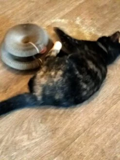 Kattenspeelgoed - Ronde, Opvouwbare En Vervormbare Krabmat Voor Katten Met Bal Met Belletjes Van Golfkartonpapier - Interactief Krabspeelgoed Voor Katten 10 Kattenspeelgoed - Ronde, Opvouwbare En Vervormbare Krabmat Voor Katten Met Bal Met Belletjes Van Golfkartonpapier - Interactief Krabspeelgoed Voor Katten -Merkloos Winkel 900x1200 36