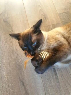 Make Life Beautiful® - Kattenspeeltjes Set - 7-delig - Kattenspeelgoed - Kattenhengel - Speelmuisjes - Kattenspeelgoed Set 17 Make Life Beautiful® - Kattenspeeltjes Set - 7-delig - Kattenspeelgoed - Kattenhengel - Speelmuisjes - Kattenspeelgoed Set -Merkloos Winkel 900x1200 39