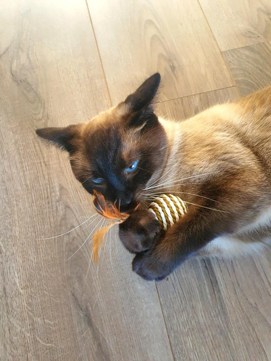 Make Life Beautiful® - Kattenspeeltjes Set - 7-delig - Kattenspeelgoed - Kattenhengel - Speelmuisjes - Kattenspeelgoed Set 7 Make Life Beautiful® - Kattenspeeltjes Set - 7-delig - Kattenspeelgoed - Kattenhengel - Speelmuisjes - Kattenspeelgoed Set - Afbeelding 7