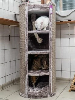 Petrebels Superdome 120 Krabton Voor Katten - Cappuccino - 49 X 49 X 120 Cm 17 Petrebels Superdome 120 Krabton Voor Katten - Cappuccino - 49 X 49 X 120 Cm -Merkloos Winkel 900x1200 42