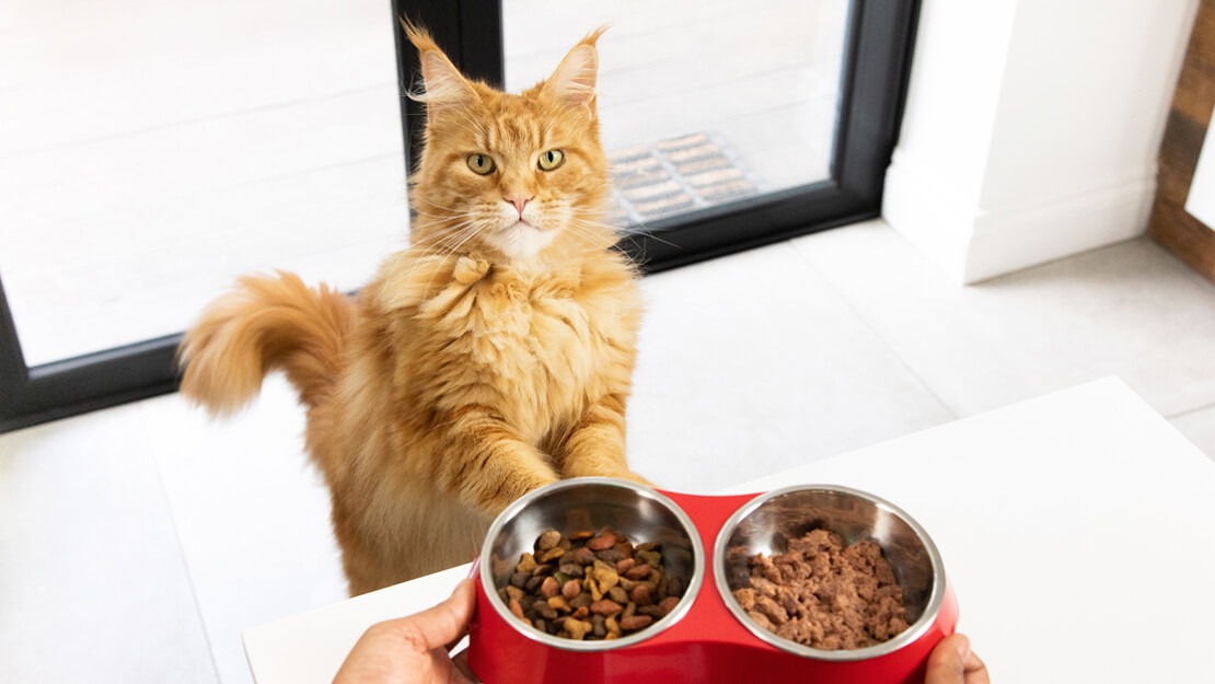 Merkloos Winkel -Merkloos Winkel Product Listing Hero Cat Food Ad