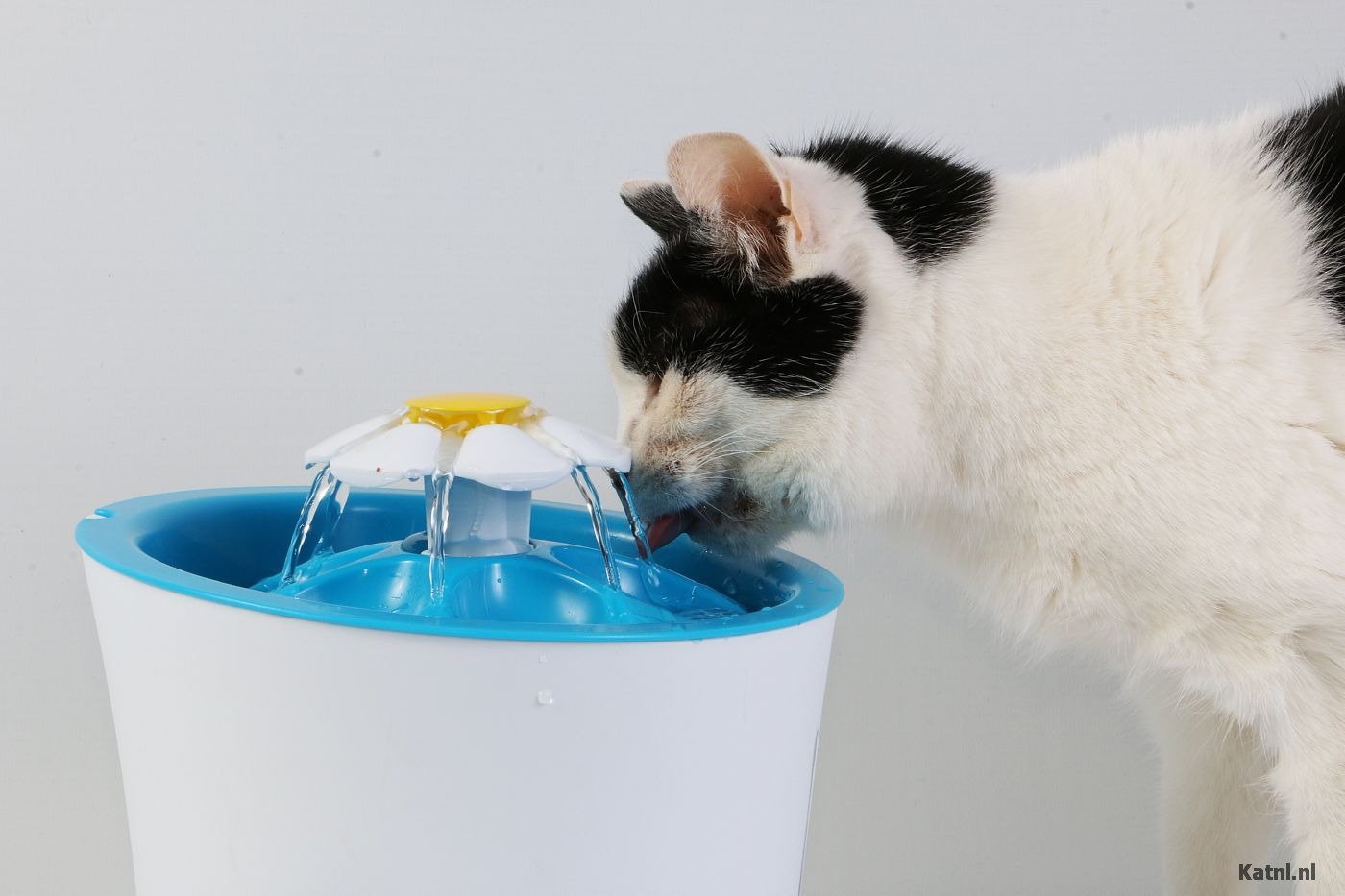 Merkloos Winkel -Merkloos Winkel drinkfontein kat
