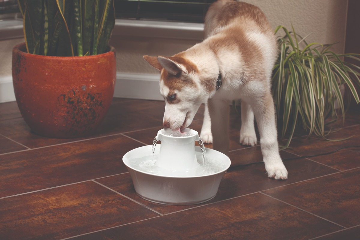 Merkloos Winkel -Merkloos Winkel porcelain avalon pet fountain ls 1 1